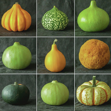 8 Variety of Gourd Vegetable Seeds Kit